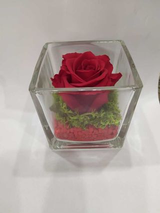 Rosa stabilizzata singola nel cubo  piccolo