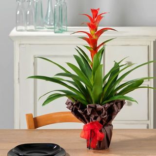 Pianta Guzmania