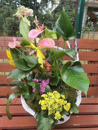 Cos cu 5 plante de interior