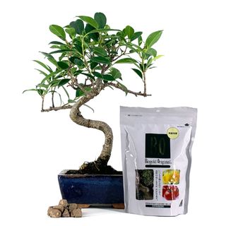 Pack Bonsái Ficus 6 años y abono japonés 240g