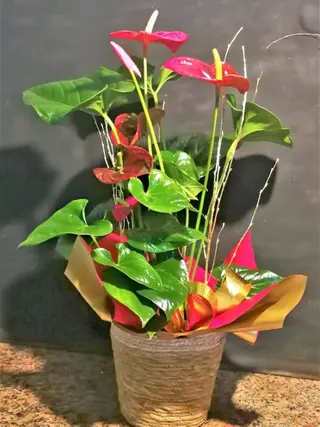 Anthurium Rojo