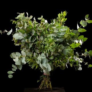 Ramo aromático premium 