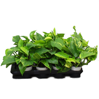 PLANTA POTO