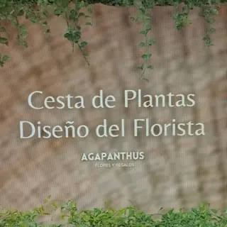 Composición de Plantas Variadas "Cruz Verde"