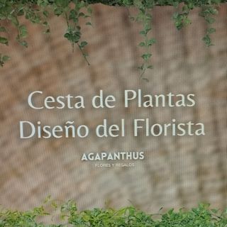 Composición de Plantas Variadas "Cruz Verde"