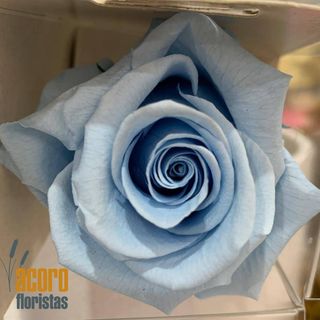 Rosa Eterna Azul Celeste