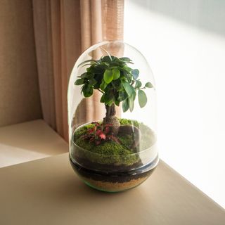 Natura Forest - Jardín En Un Bol