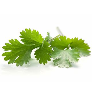 Cilantro Fresco Manojo 1 Ud.