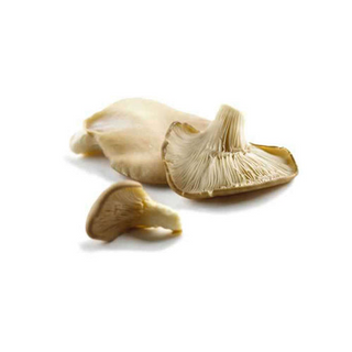 Seta Común (Aprox 250 Gr.)