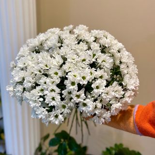 Хризантема ромашка, гілка (70 см)