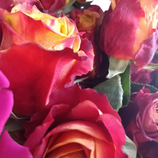 Rosa preparada fuego