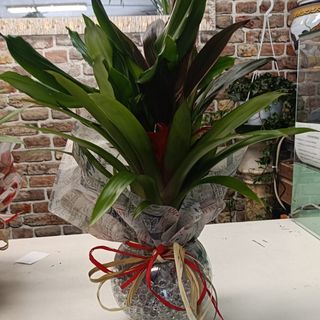 Composizione di piante con gel con vaso in vetro 
