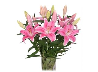 7 Лилиума, розови | 1 pieces