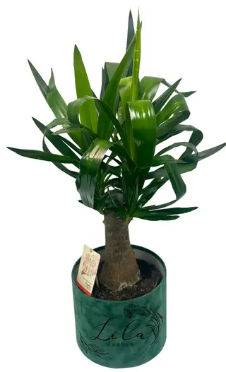 Yucca