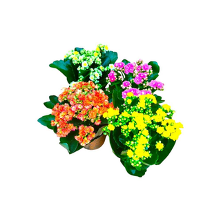 Vaso de Kalanchoe | Planta da fortuna