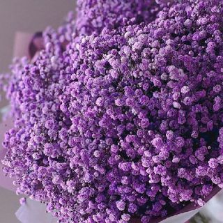 Ramo de Panicula Morada