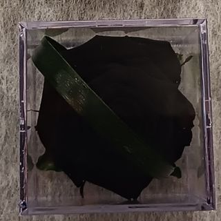 Rosa negra preservada