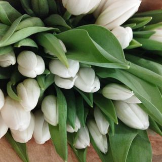 Ramo de 10 tulipanes BLANCOS 