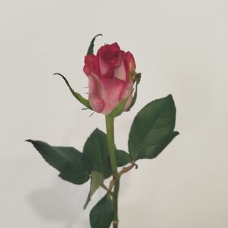 Троянда Олл Стар 