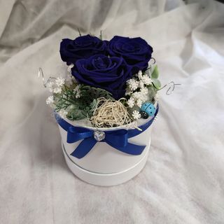 Flower Box Trajna ruža 36