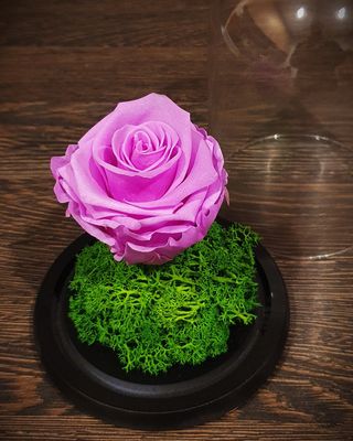 Trandafir violet deschis