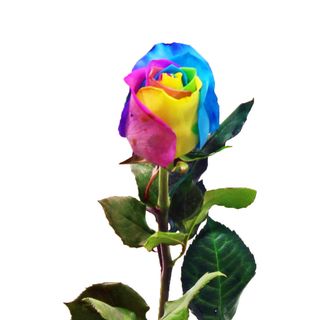 Rosa Multicolor (ROSAFAN)