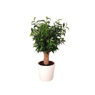 Planta Ficus Be Natasja 40-50Cm Altura Aprox