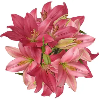 Ramo Lilium Rosa