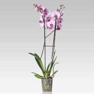 Orhidee Phalaenopsis roz deschis