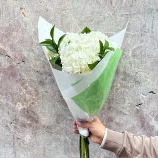 Hortensias Blancas (3 Uds.)
