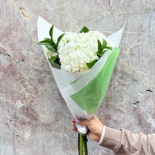 Hortensias Blancas (3 Uds.)