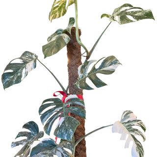 Monstera Deliciosa - Albo Variegad 