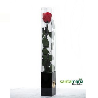 Rosa Preservada Roja