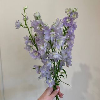 Букет -комплімент з 3 дельфініумів