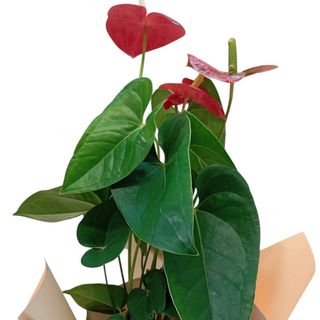 Anthurium