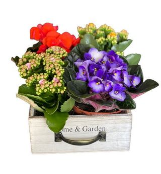 Kwietnący Home Garden 