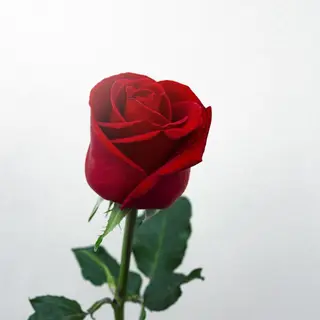 rosa rossa