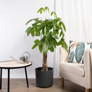 Pachira di medie dimensioni con vaso di ceramica