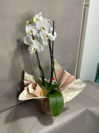 Orquídea branca