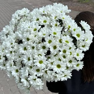 Хризантема кущова ромашкоподібна