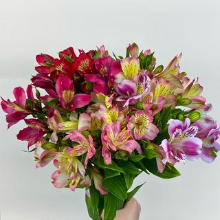 Альстромерія, 1 шт