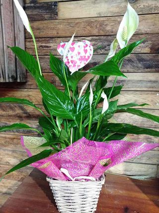 1 Planta Spatifilium en un cesto de mimbre