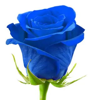 Rosa blu con confezione