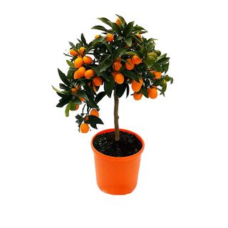 Pianta di mandarino cinese