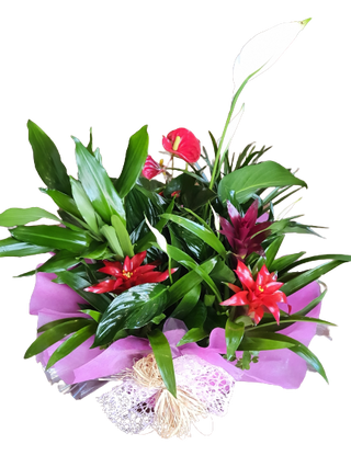 Cesta Plantas Interior