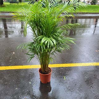 Piante di Areca 