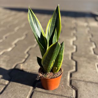 Сансевиера - малка