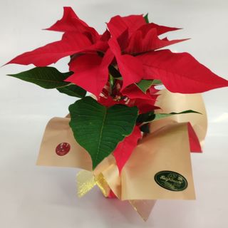 Estrela de Natal pequena