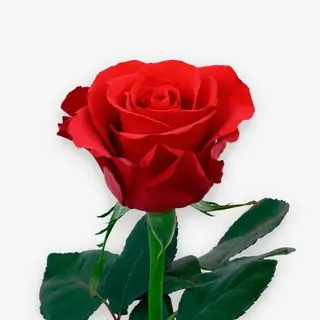 Rosa Roja Unidad