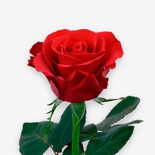 Rosa Color unidad